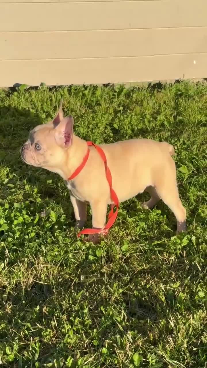 French Bulldog dogs for sale: Enzo (Merle) - Video 1