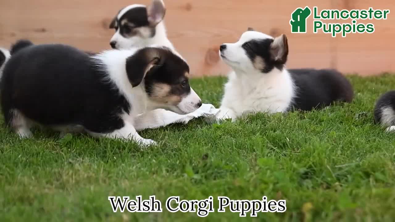 Welsh Corgi Pembroke dogs for sale: Jasper - Video 1
