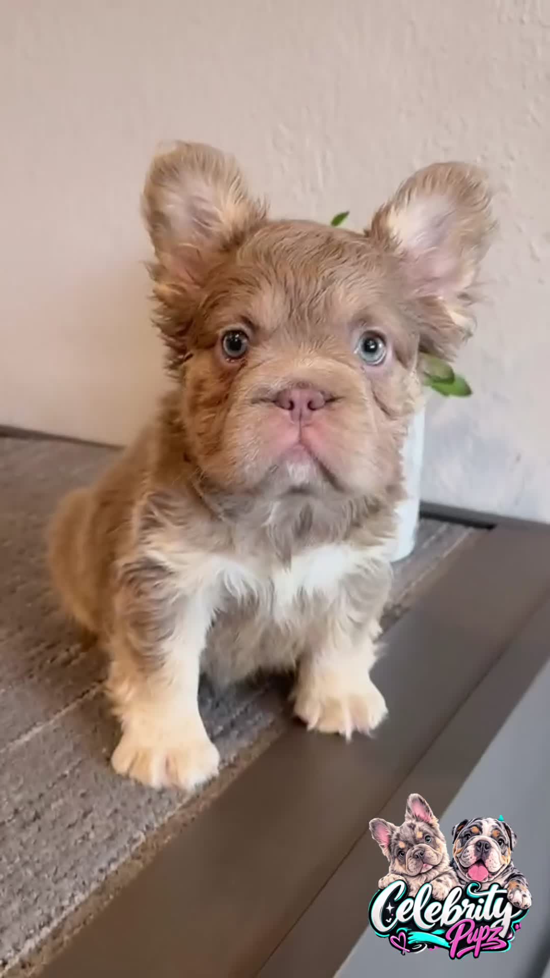 French Bulldog dogs for sale: FENDI - Isabella Tan Fluffy in Cali, USA Delivery & Financing Options! - Video 1