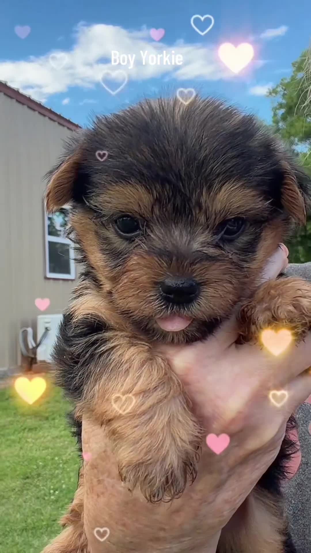 Yorkshire Terrier dogs for sale: Yorkshire Terrier Puppy 4 - Video 1