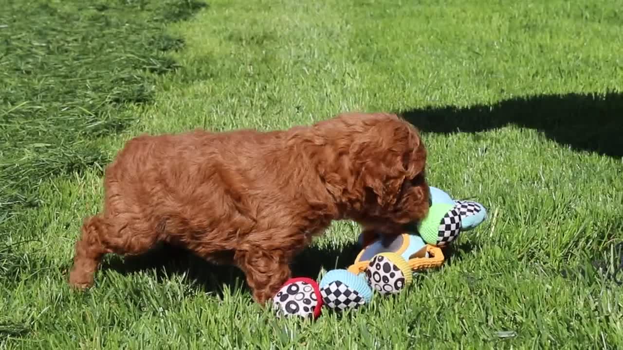 Mini Goldendoodle dogs for sale: Finn - Video 1