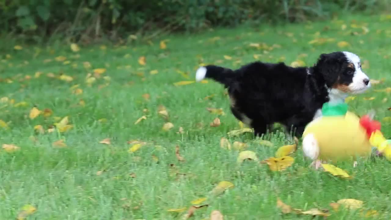 Mini Bernedoodle dogs for sale: Molly🎀 - Video 1