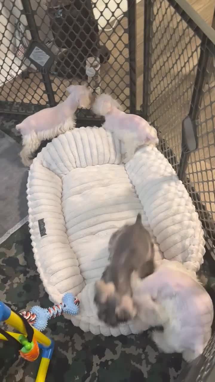 Miniature Schnauzer dogs for sale: Miniature Schnauzer 1 - Video 1