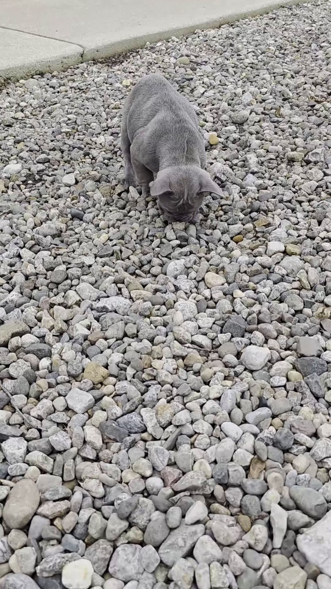 French Bulldog dogs for sale: Heather - Video 1