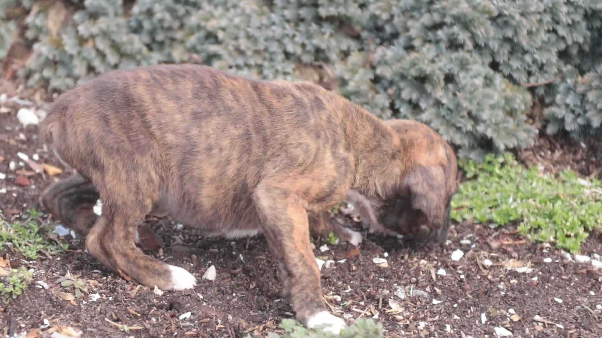 Boxer dogs for sale: Jones - Video 1