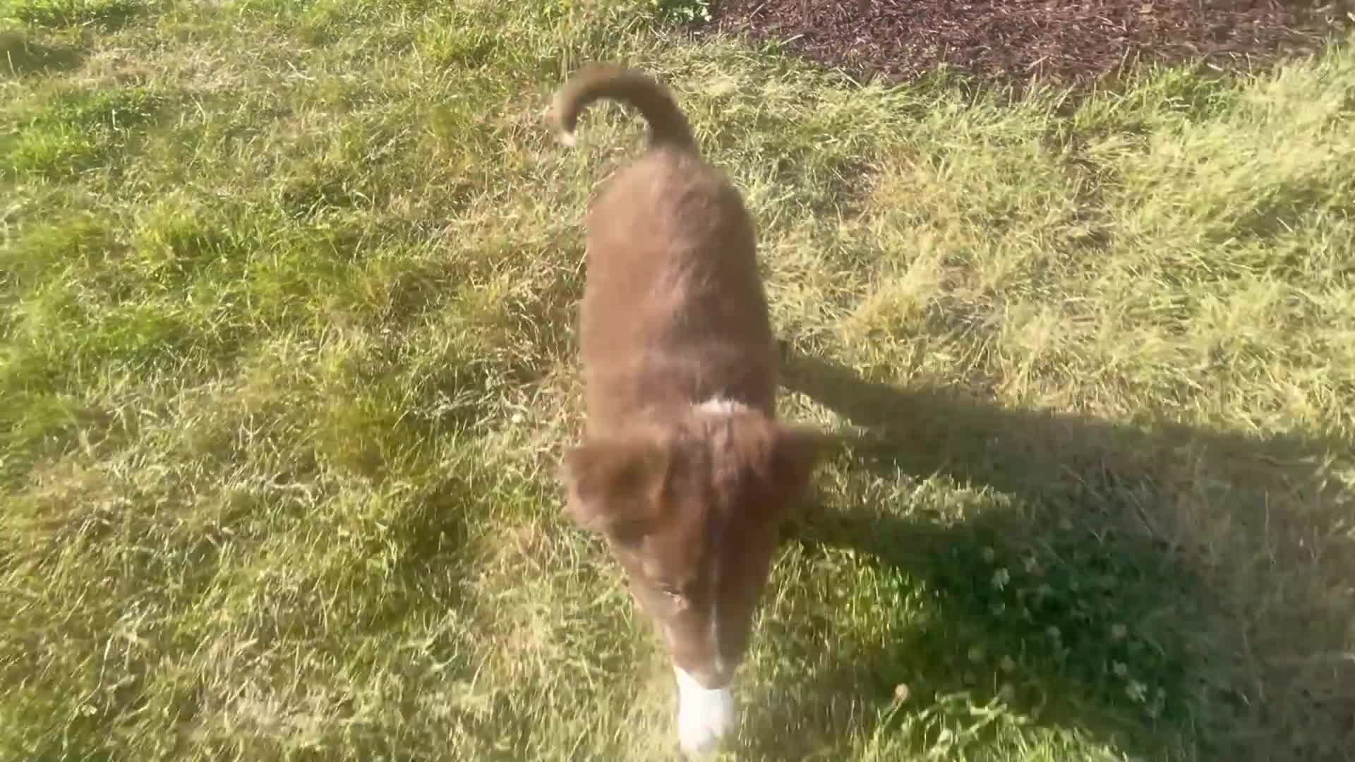 Border Collie dogs for sale: Bingo - Video 1