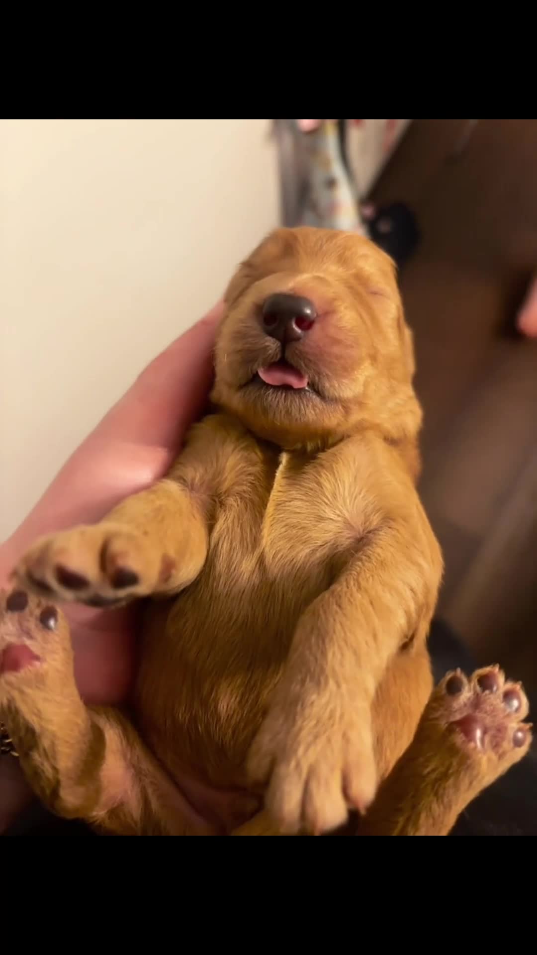 Goldendoodle dogs for sale: Onyx - Video 1