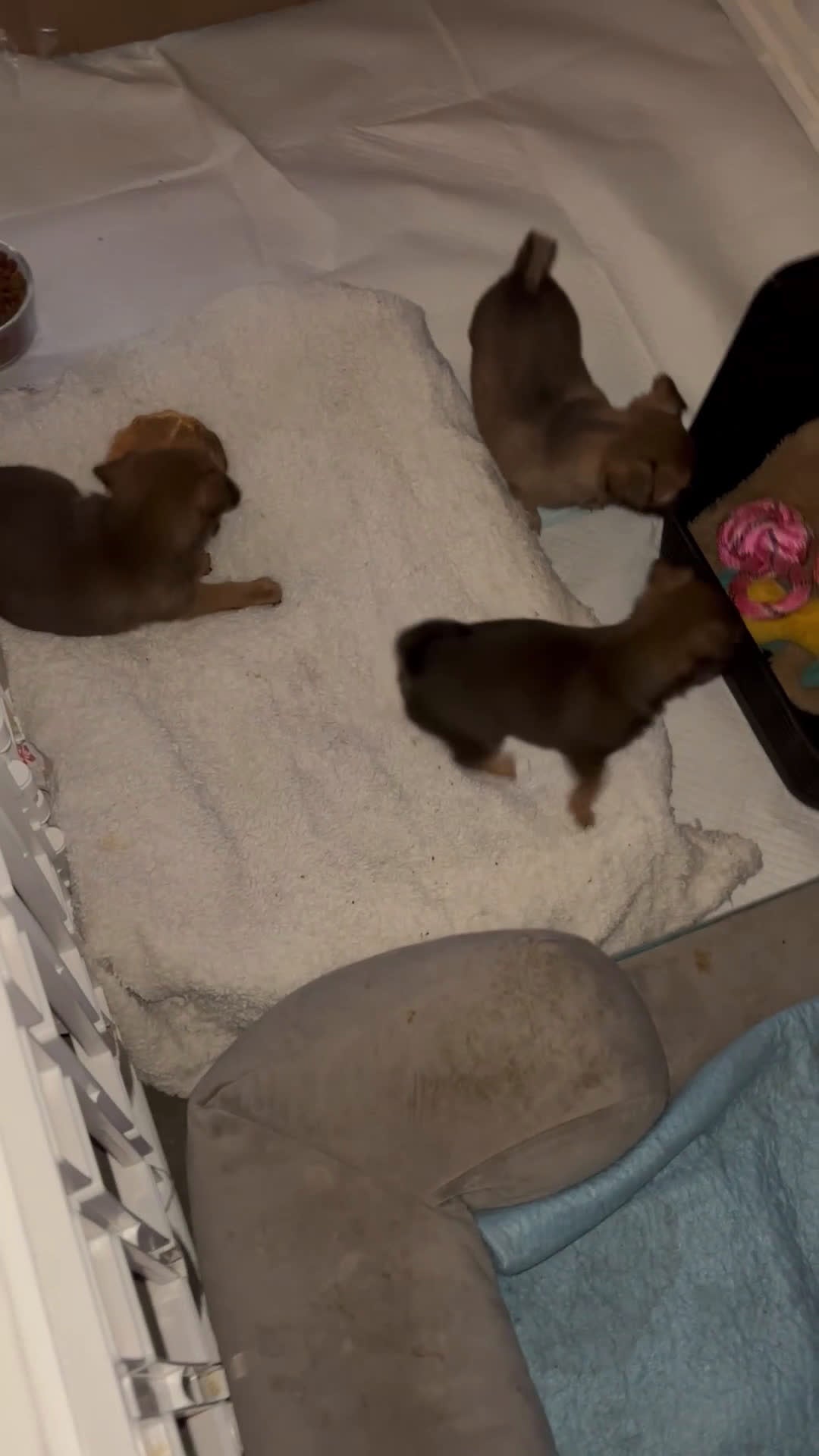 Chihuahua dogs for sale: Chihuahua Puppy 4 - Video 1