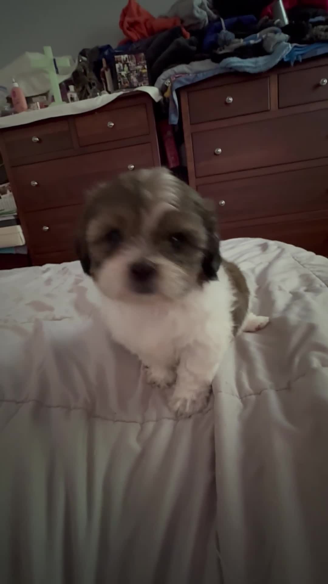 Shih Tzu dogs for sale: AKC Shih Tzu 1 Bentley  - Video 1