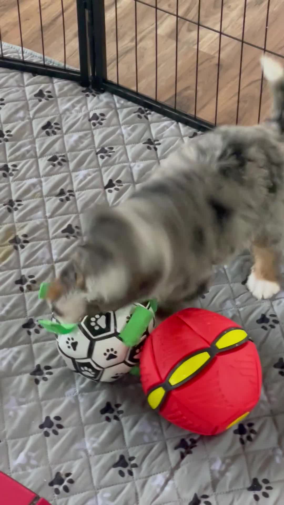 Bernedoodle dogs for sale: Ms. Oakley - Video 1