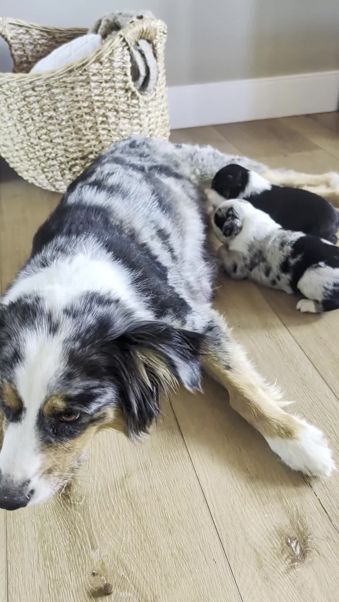 Australian Shepherd dogs for sale: Snowy: Female Merle Standard Australian Shepherd  - Video 1