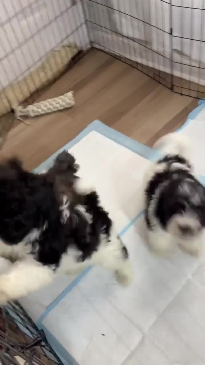 Shihpoo dogs for sale: Prince - Video 1