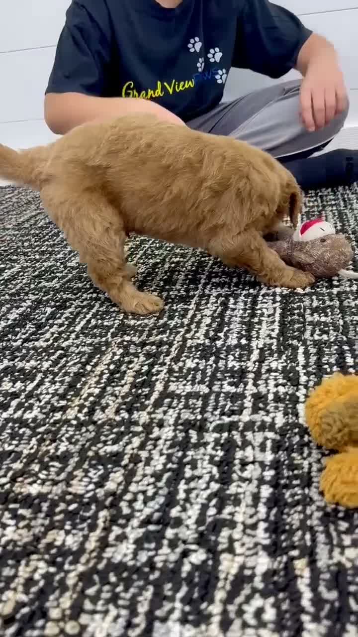 Mini Goldendoodle dogs for sale: Rio  🐶❤️‍🩹 - Video 1