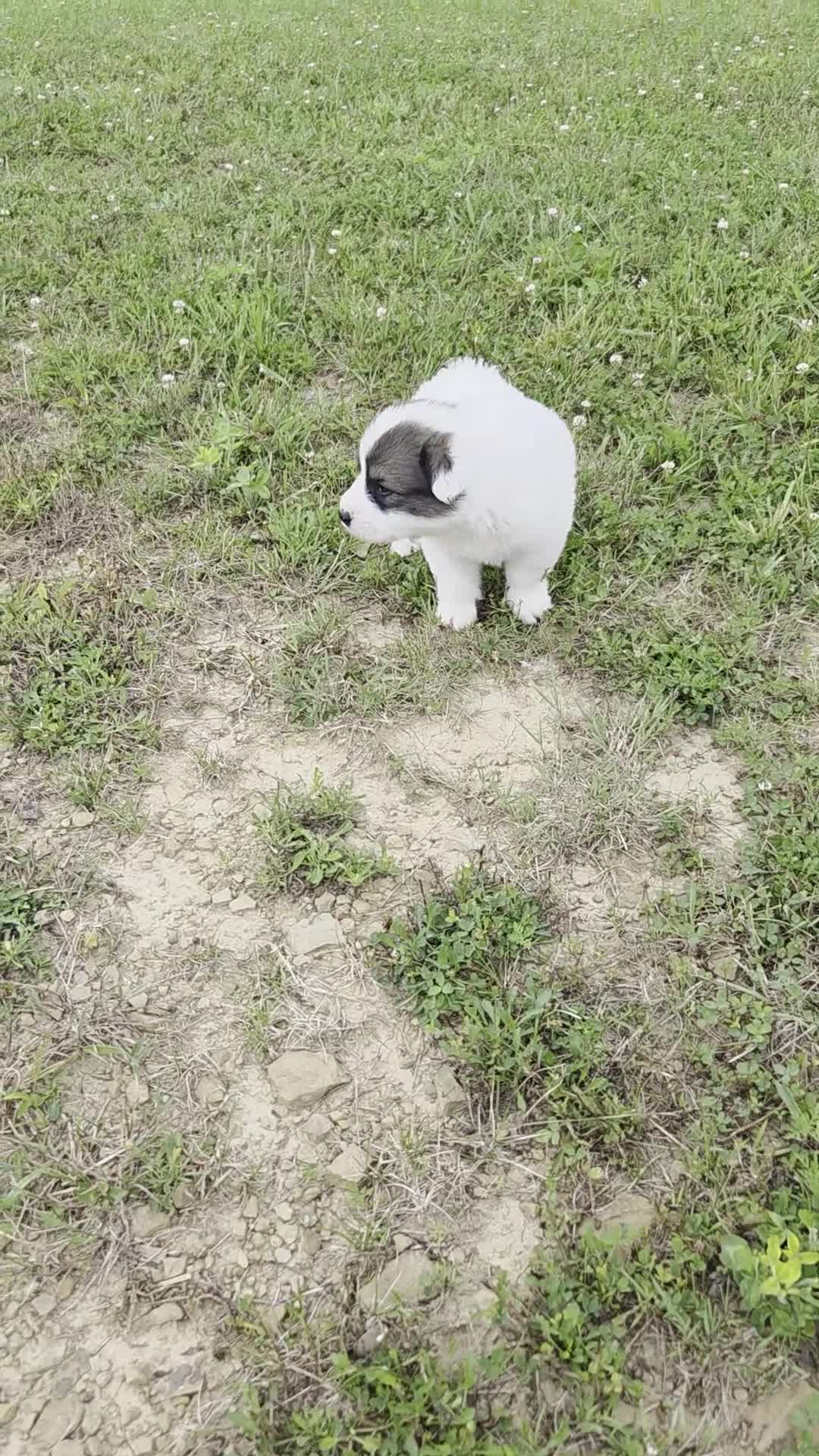 Great Pyrenees dogs for sale: George - Video 1