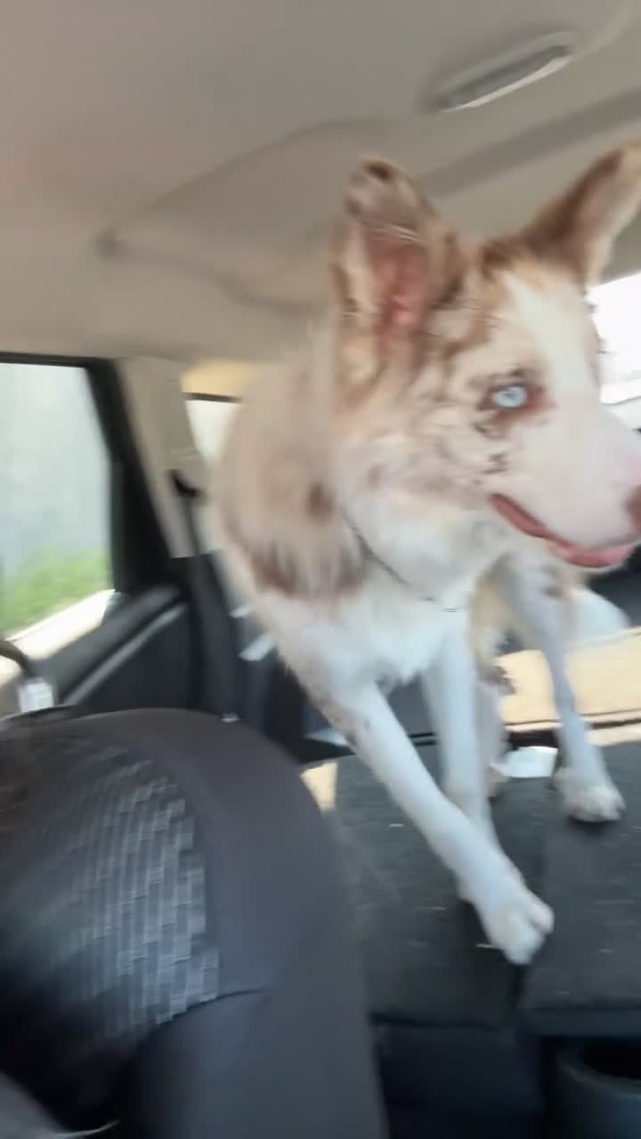 Mixed Breed dogs for sale: Dippy - Video 1