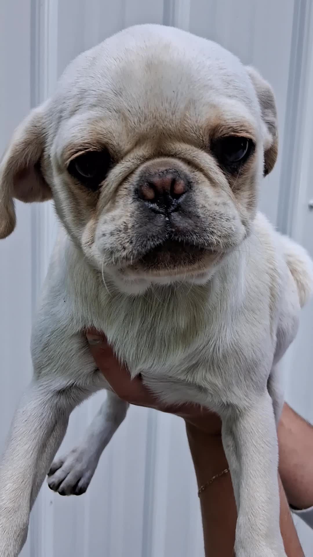 Pug dogs for sale: Kami - Video 1