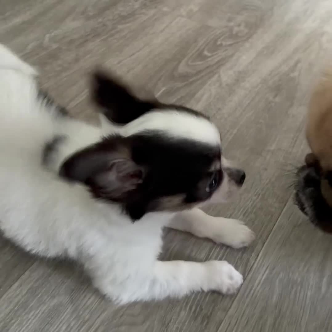 Chihuahua dogs for sale: Chihuahua Puppy 1 - Video 1