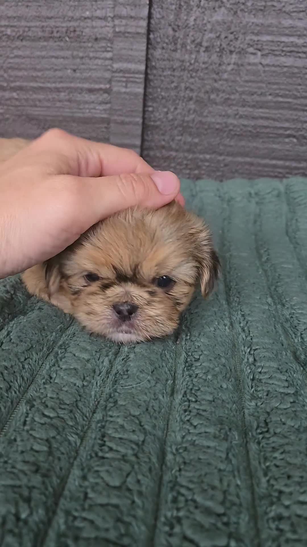 Mixed Breed dogs for sale: Shinese Boss Hog - Video 1
