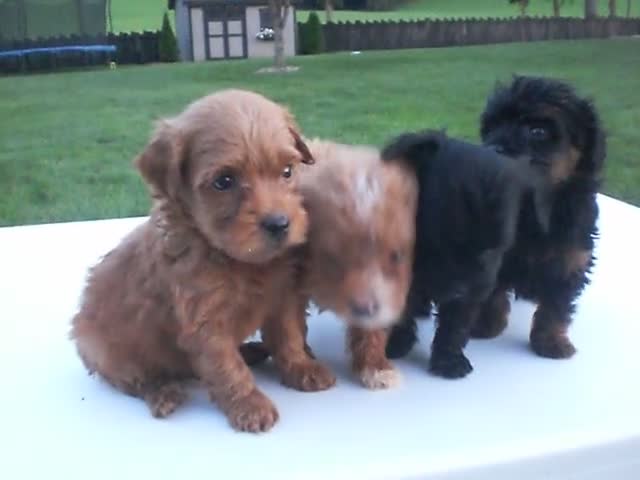 Yorkiepoo dogs for sale: George - Video 1