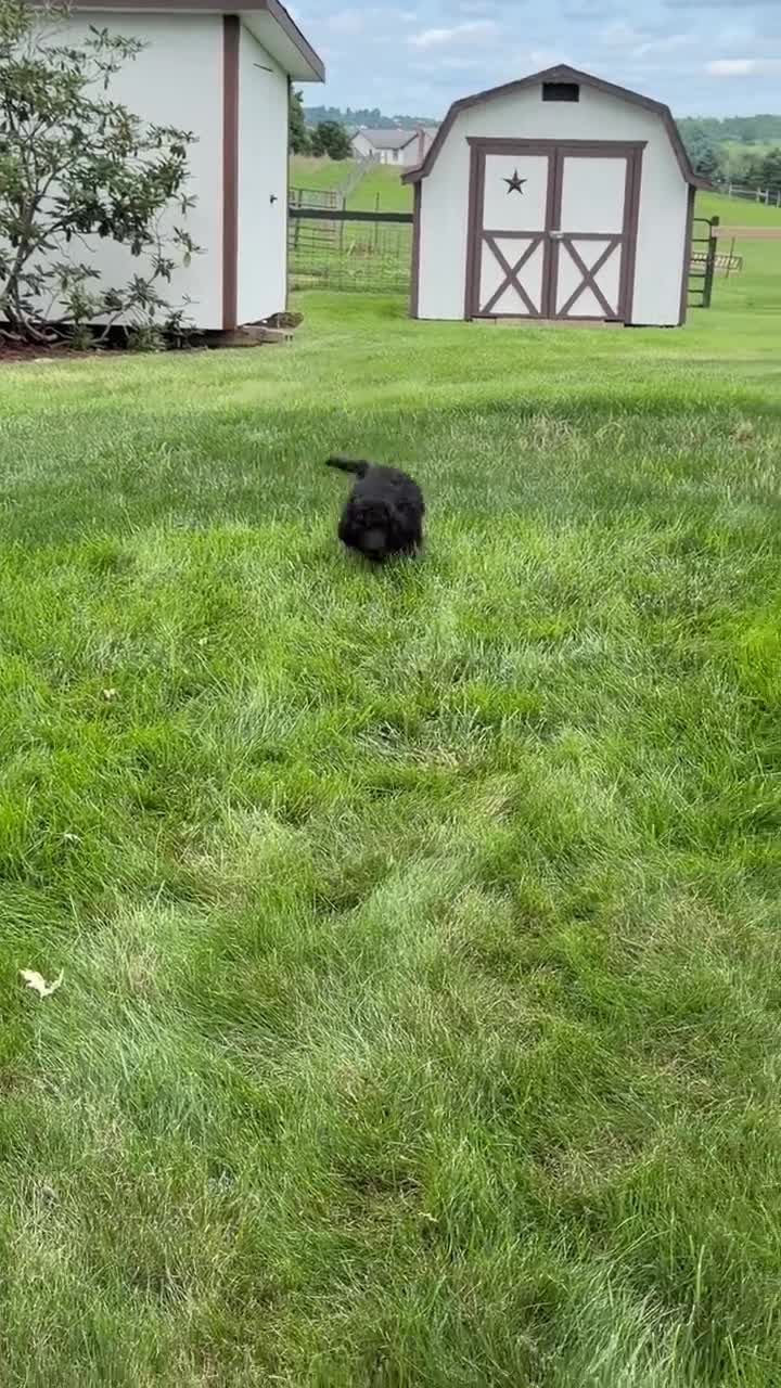 Standard Poodle dogs for sale: Gibbs - Video 1