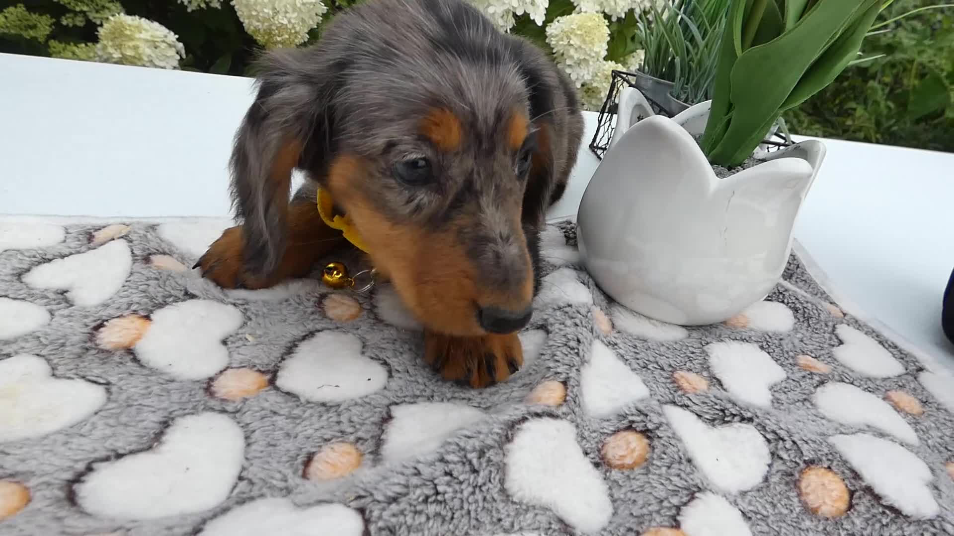Miniature Dachshund dogs for sale: Miniature Dachshund 1 Sparky - Video 1