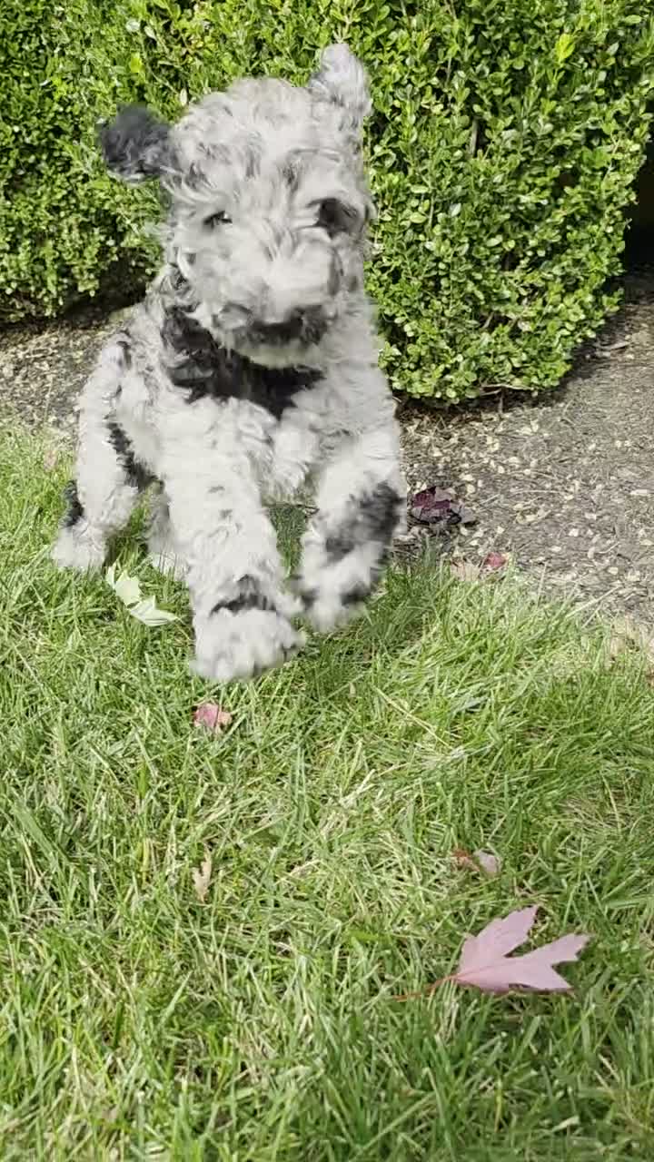 Standard Poodle dogs for sale: Black Tail - Video 2