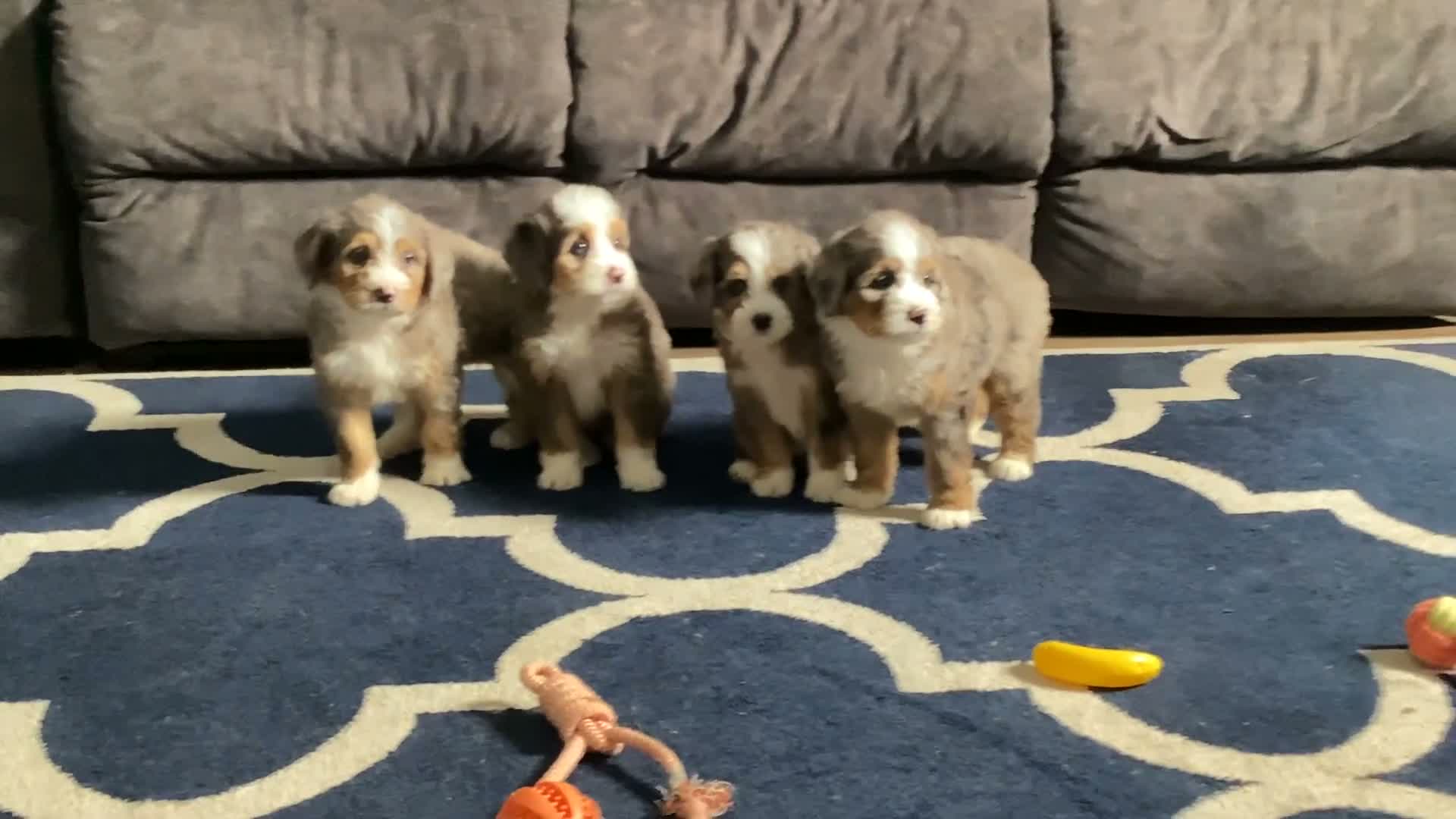 Mini Bernedoodle dogs for sale: Buzz - Video 1
