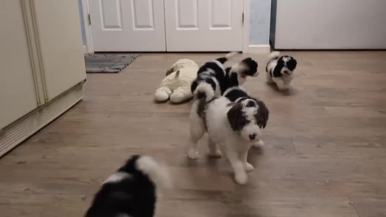 Mini Goldendoodle dogs for sale: Renee - Video 2