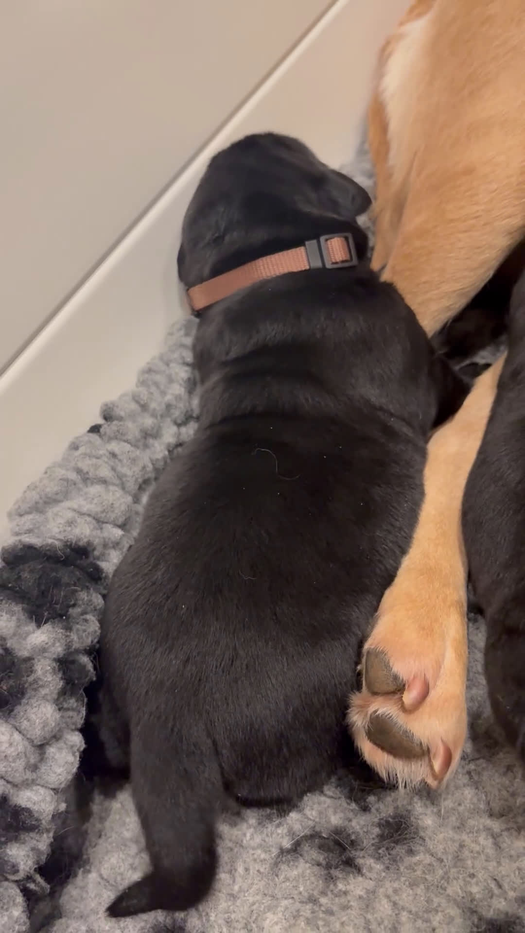 Labrador Retriever dogs for sale: Green collar boy - Video 3