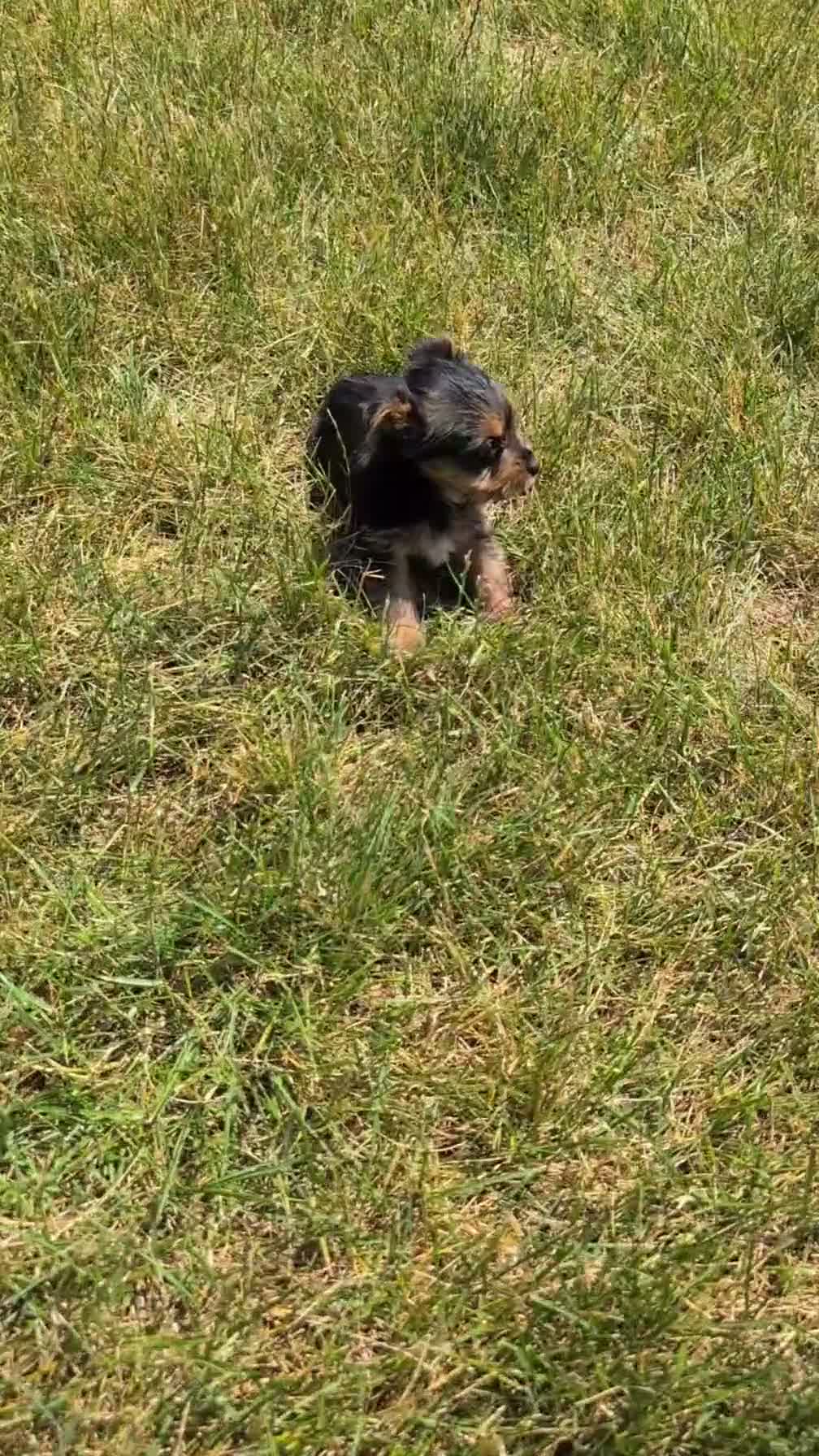 Yorkshire Terrier dogs for sale: Zoey - Video 1