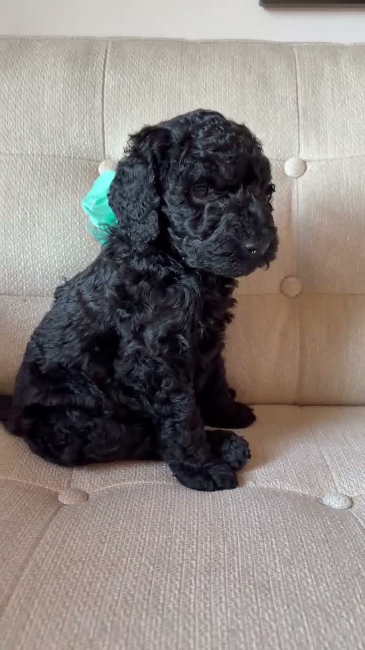 Standard Poodle dogs for sale: Iris - Video 1