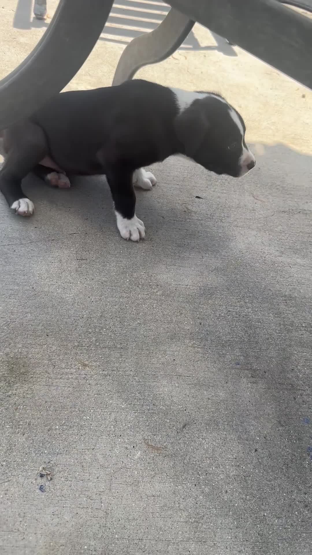 Mixed Breed dogs for sale: Male 3 - Video 1