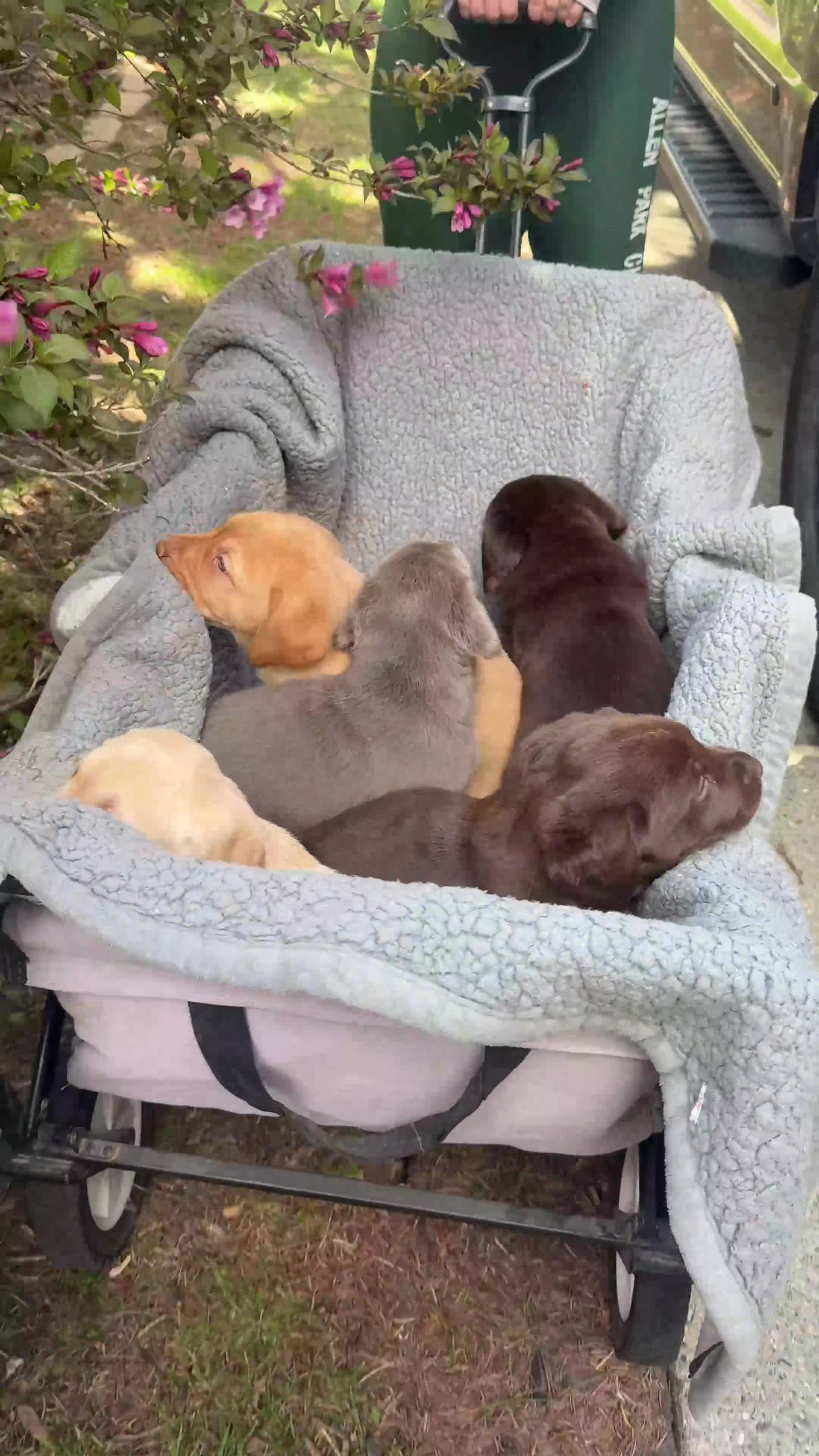Labrador Retriever dogs for sale: Ruby - Video 1