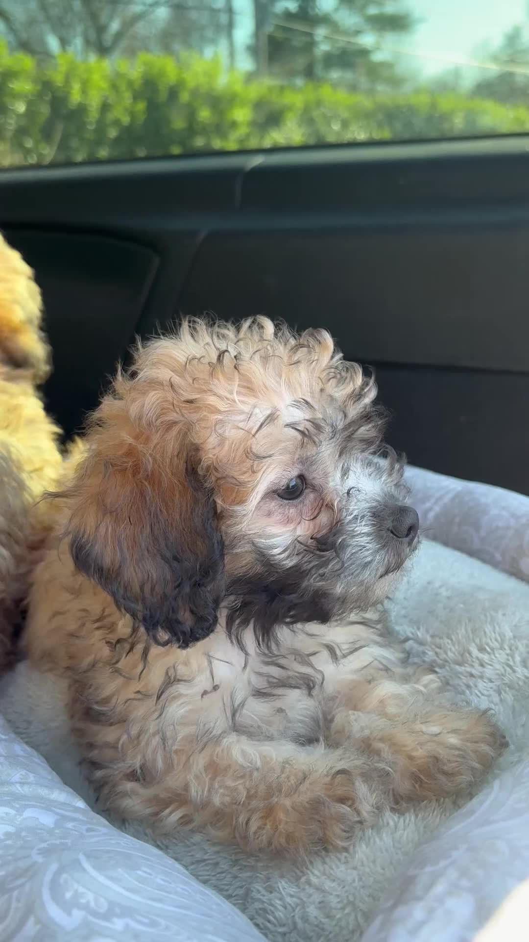 Shihpoo dogs for sale: SHA🐾❤️ - Video 1