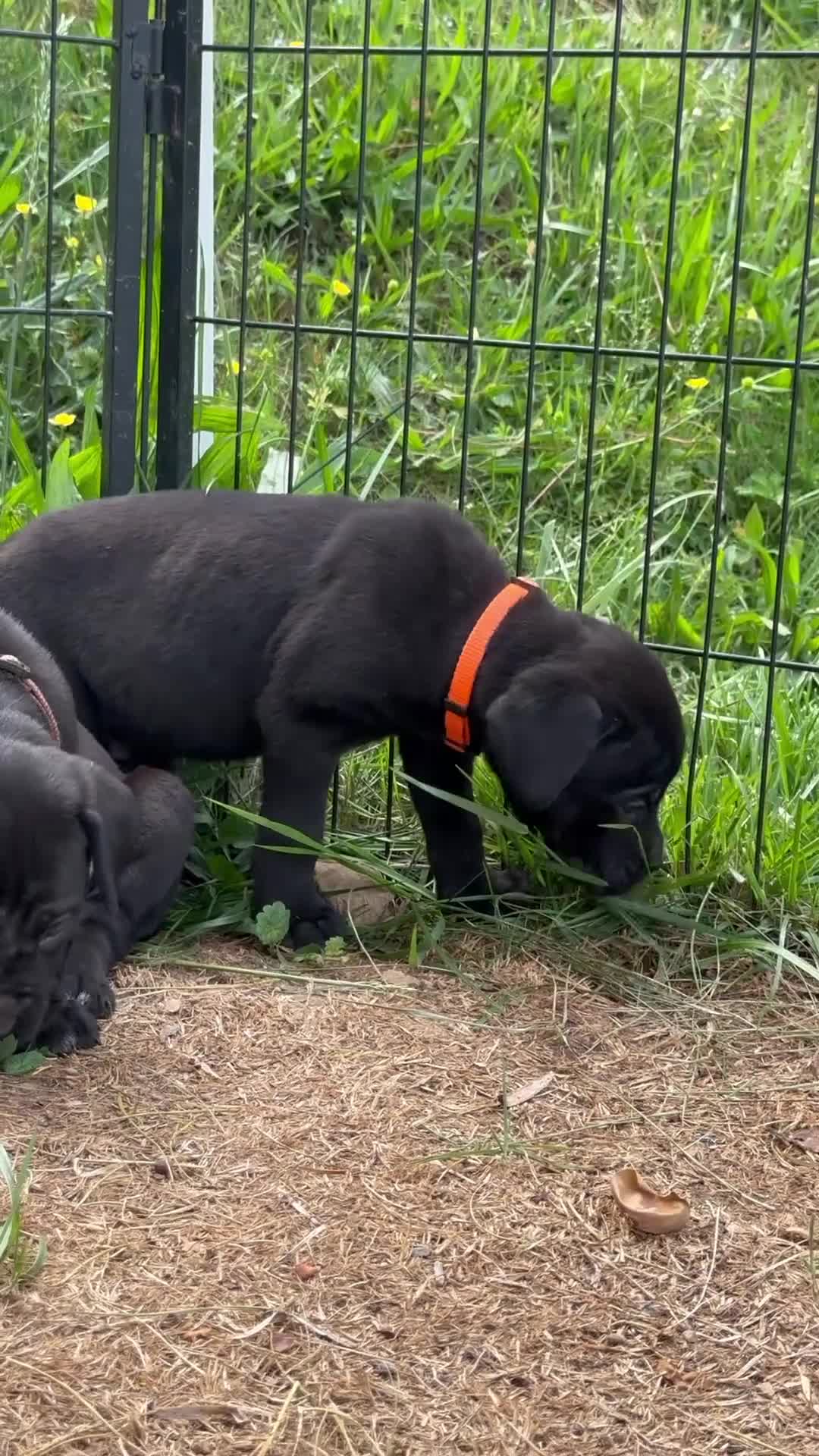 Cane Corso dogs for sale: Phoenix - Video 1