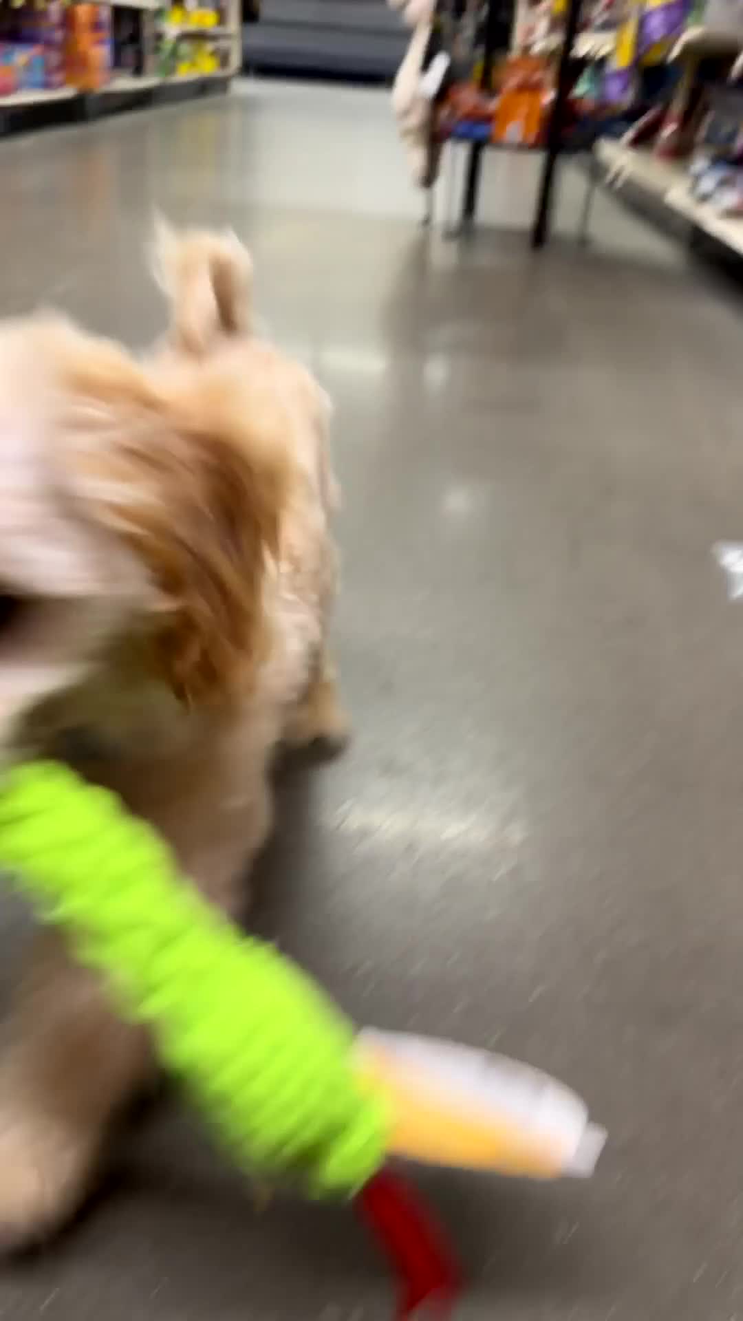 Bichpoo dogs for sale: Cooper - Video 1
