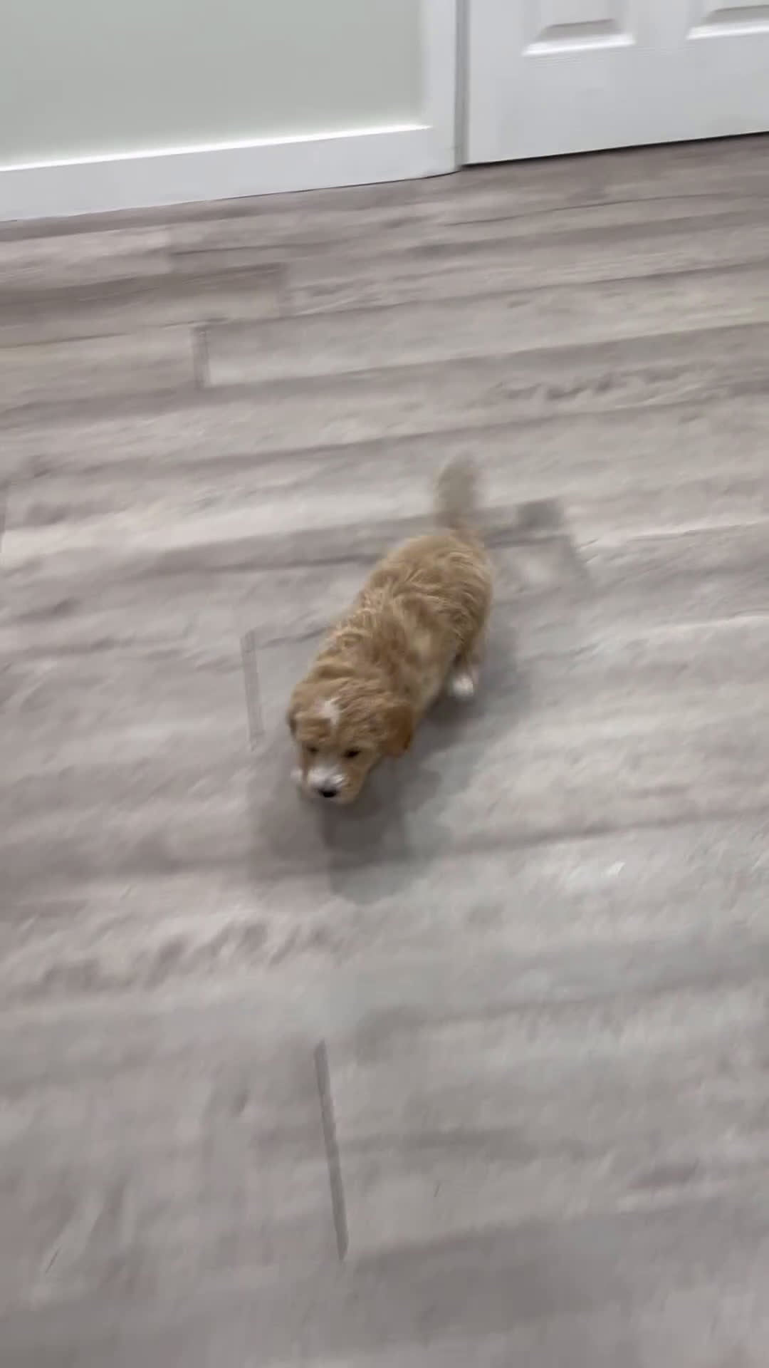 Bichpoo dogs for sale: Scooter - Video 1