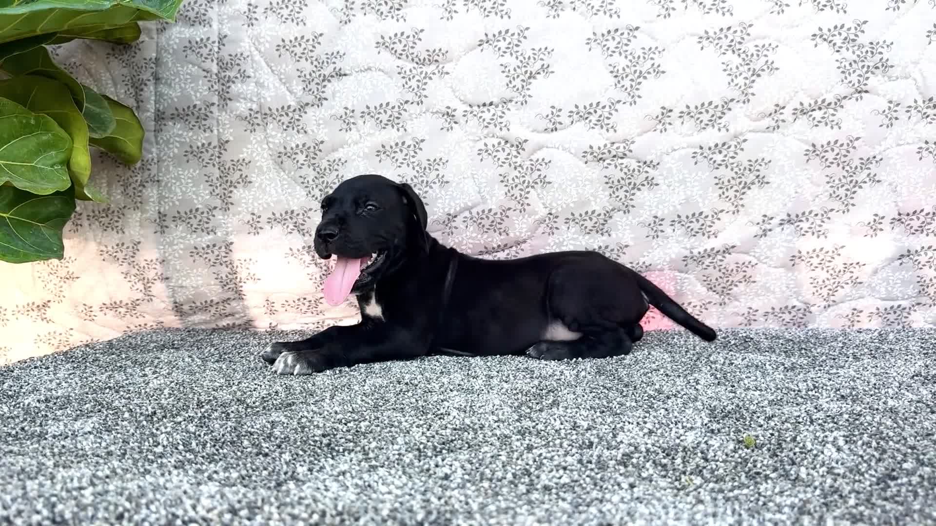 Great Dane dogs for sale: Bruce - Video 1