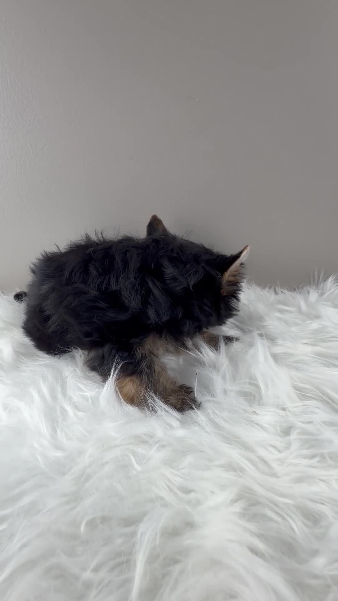 Yorkshire Terrier dogs for sale: Mo - Video 3
