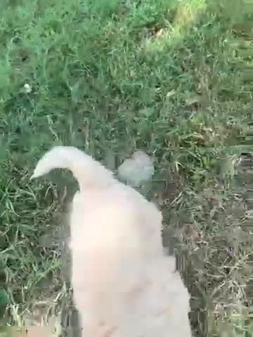 Maltipoo dogs for sale: Maltipoo 5 - Video 1