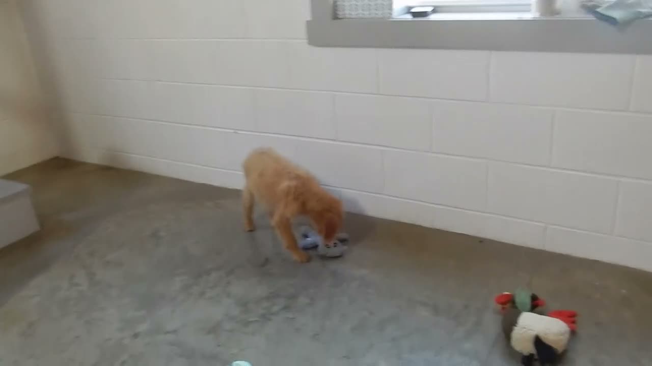 Mini Goldendoodle dogs for sale: Rover (medium) - Video 1