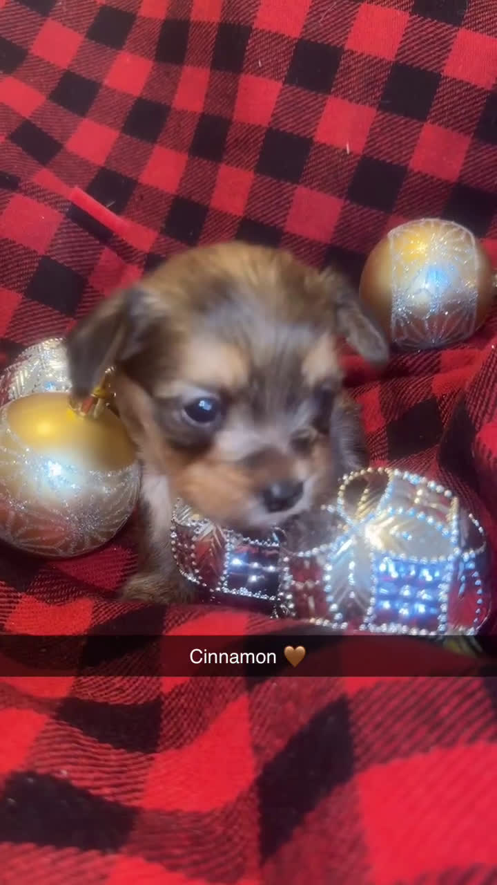Yorkshire Terrier dogs for sale: Cinnamon  - Video 1