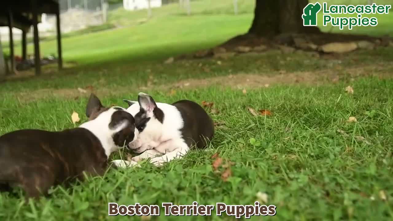 Boston Terrier dogs for sale: Chiamaka - Video 1