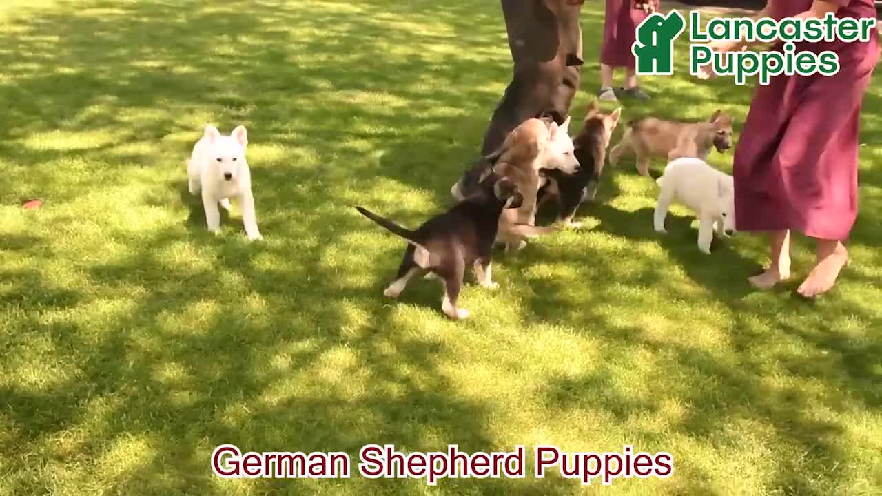 German Shepherd dogs for sale: Funny  - Video 1