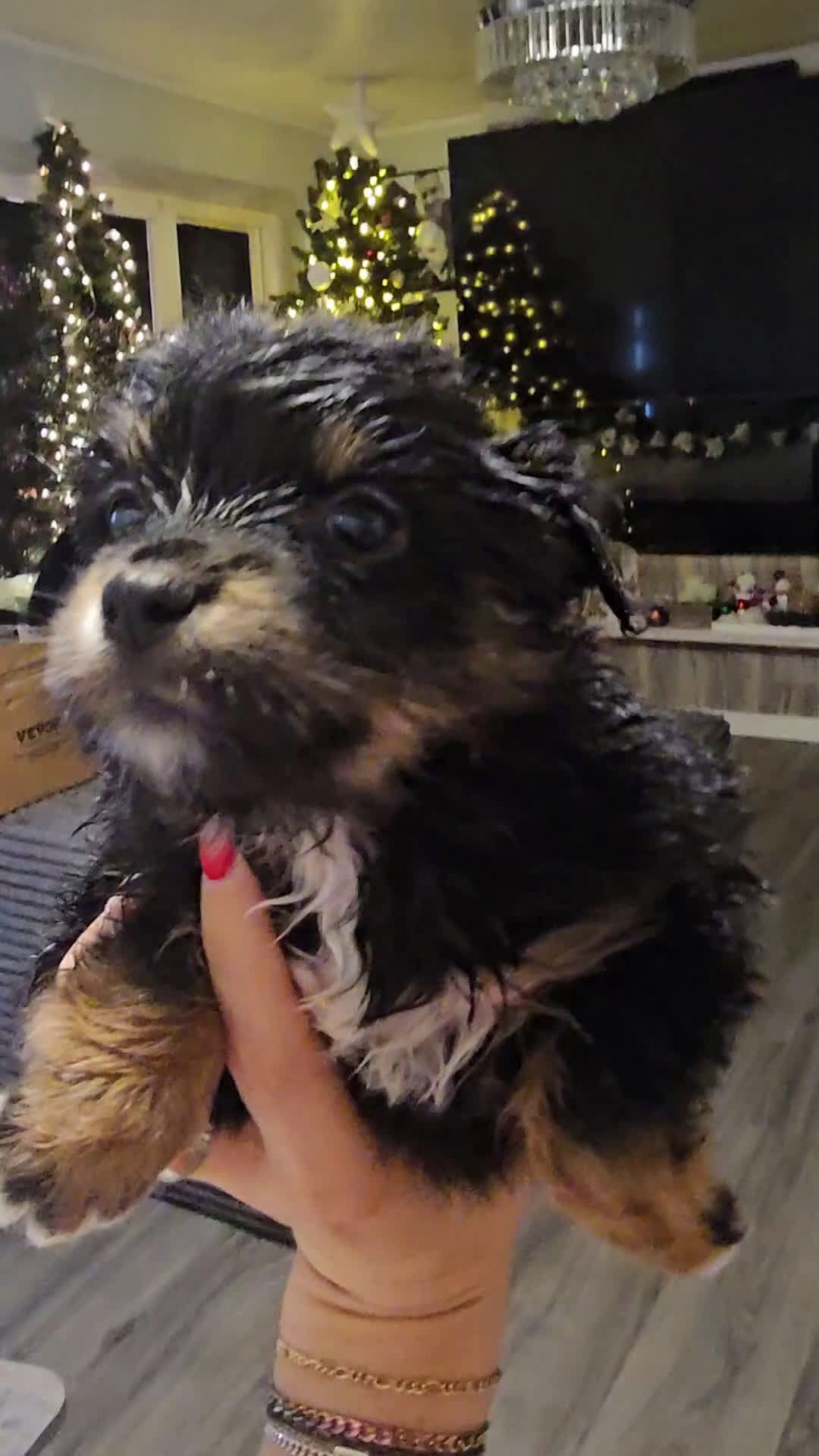 Mixed Breed dogs for sale: The Enchanted Pomalier 🐾 - Video 1