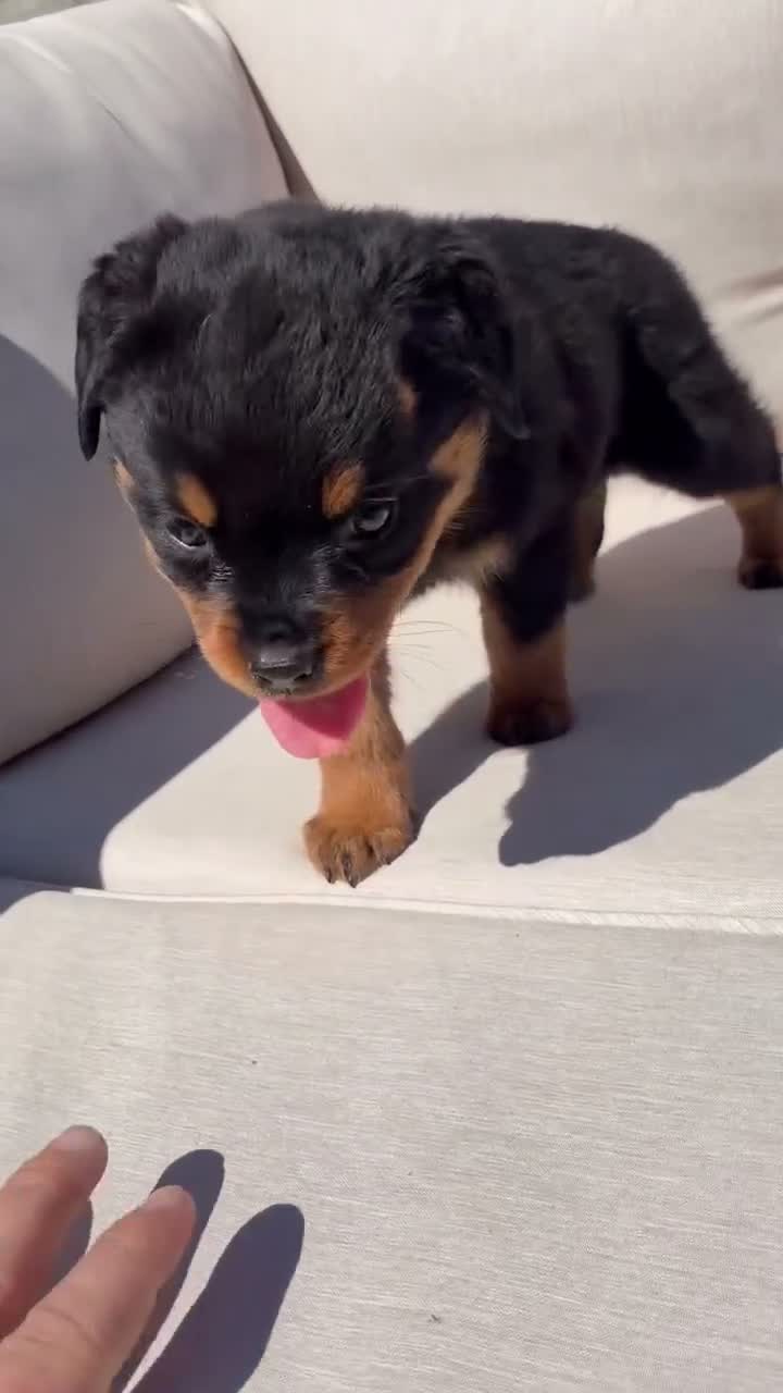 Rottweiler dogs for sale: Bubba - Video 1