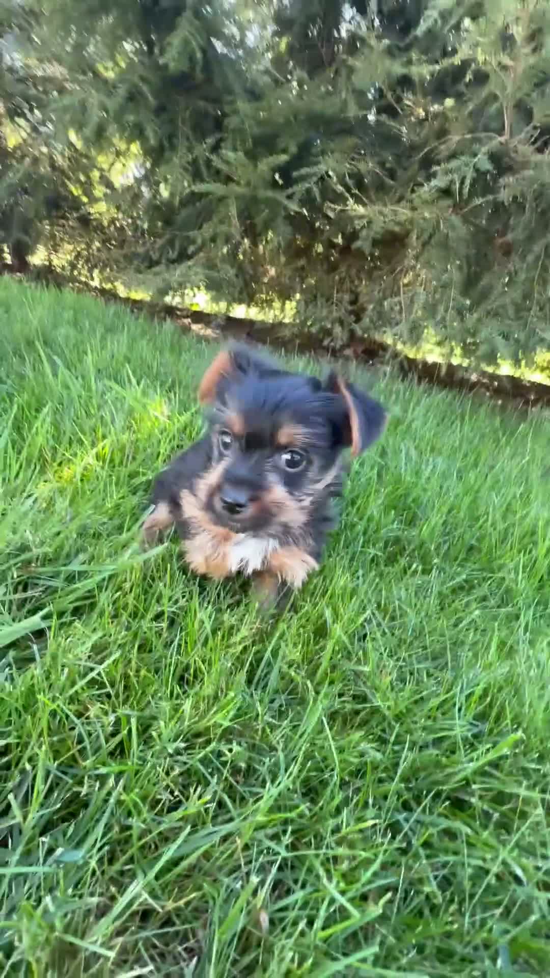 Yorkshire Terrier dogs for sale: Lily - Video 1