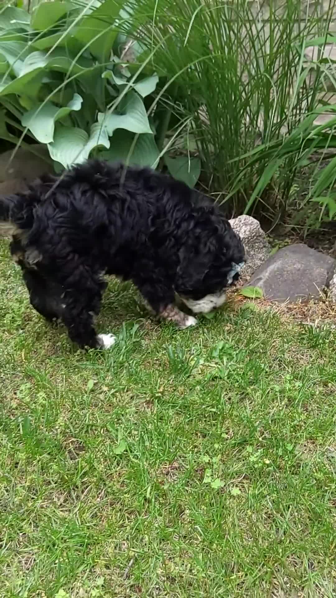 Bernedoodle dogs for sale: Bernedoodle Puppy 4 - Video 2