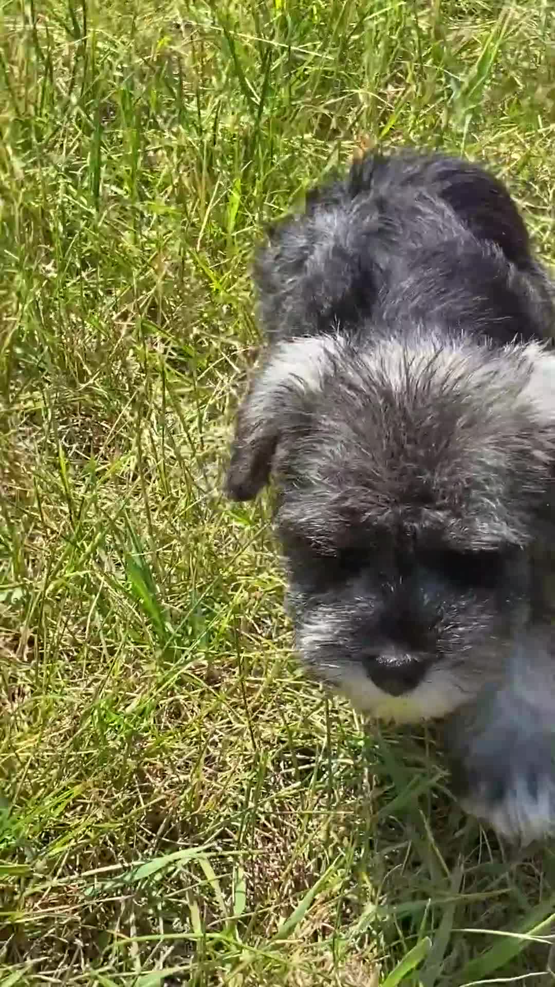 Miniature Schnauzer dogs for sale: Hannah - Video 1