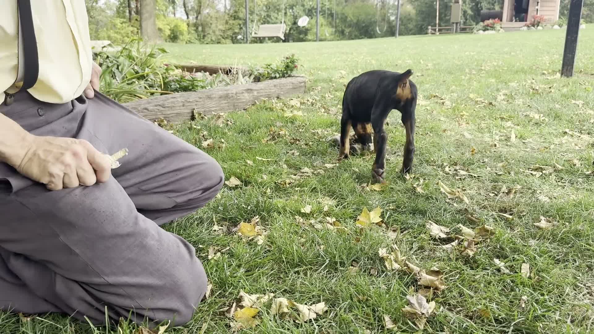 Doberman Pinscher dogs for sale: Bianca - Video 1